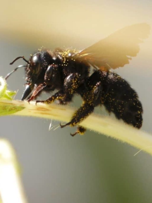 Clearing Up What A Carpenter Bee Is – Are They Dangerous?