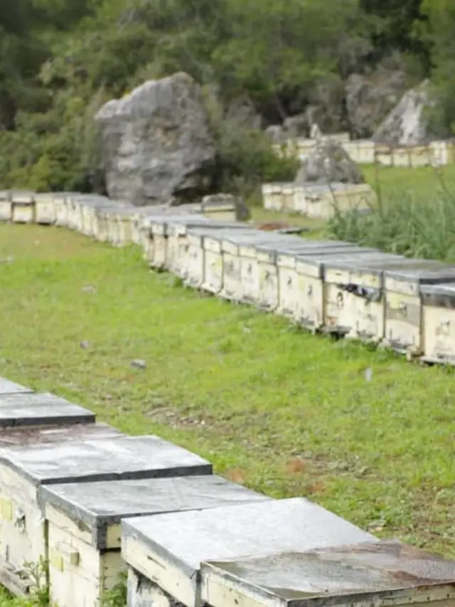 How Far Apart Should Beehives Be Placed