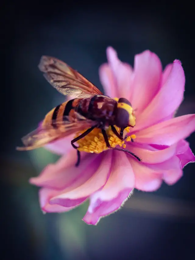 Do Queen Bees Fly?