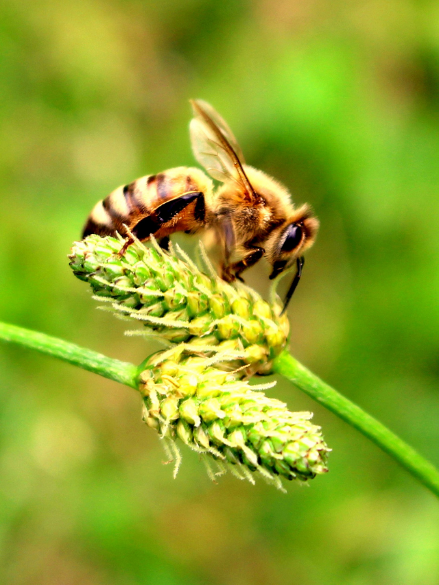 How Many Legs Do Bees Have?