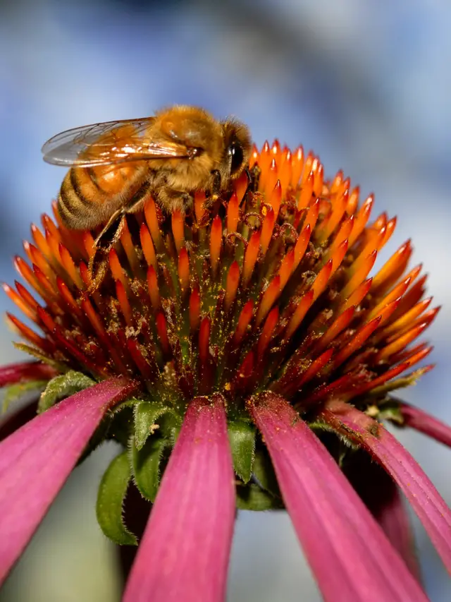 Advice You Should Consider When Purchasing Bees