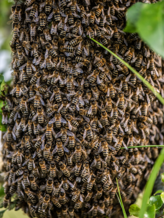 What Time Of Day Do Bees Swarm?