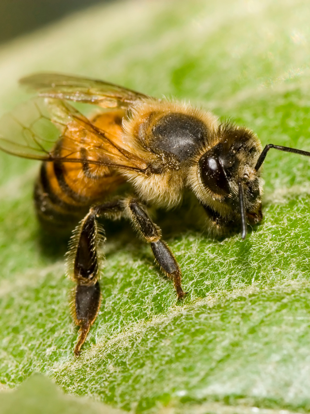 What Do African Bees Look Like?