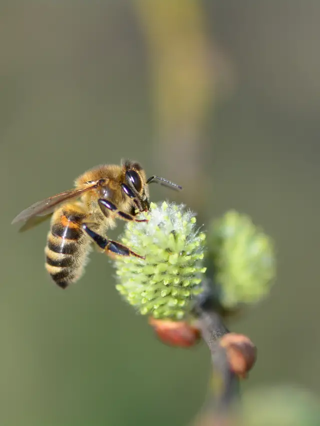 Bee Aware Of These Honey Bee Predators