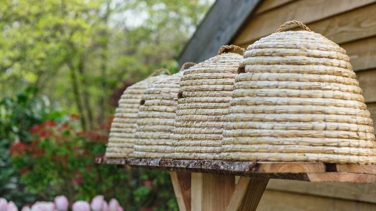 A collection of 3 Bee Skeps actively used in the production of honey by bees