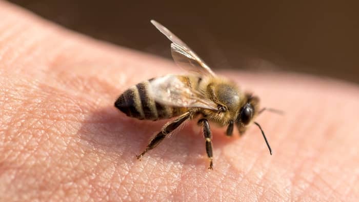 Cellophane Bees