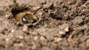 Ground Bees In Wisconsin