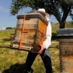 How Many Brood Boxes Should A Hive Have