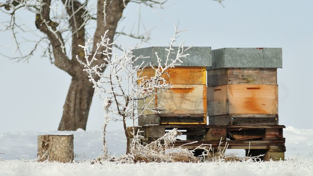 How Much Honey To Leave Bees For Winter