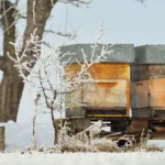 How Much Honey To Leave Bees For Winter