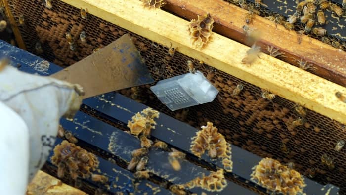 Introducing A New Queen To A Hive