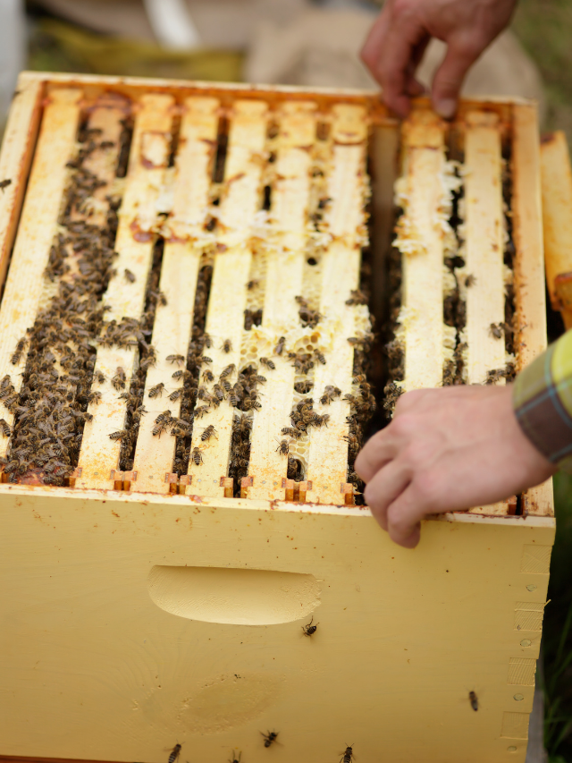 How To Split A Beehive Without A Queen