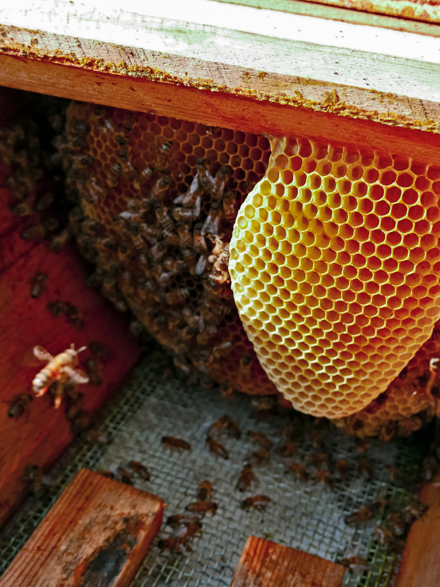 Stop Bees From Nesting In Your Walls