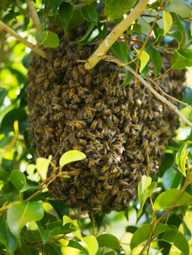 Do Honey Bees Migrate?