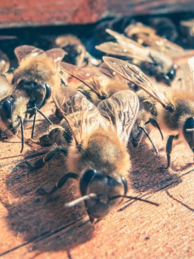 At What Temperature Do Bees Come Out – 4 Interesting Factors