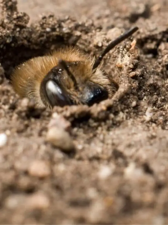 Ground Bees In Wisconsin
