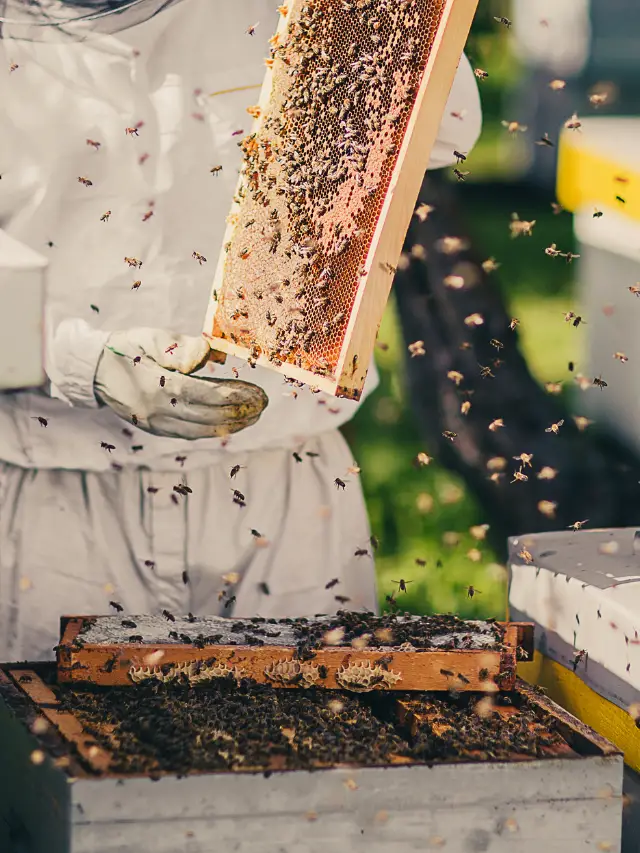 How To Get Rid of Bees Without Killing Them – Beehive Removal
