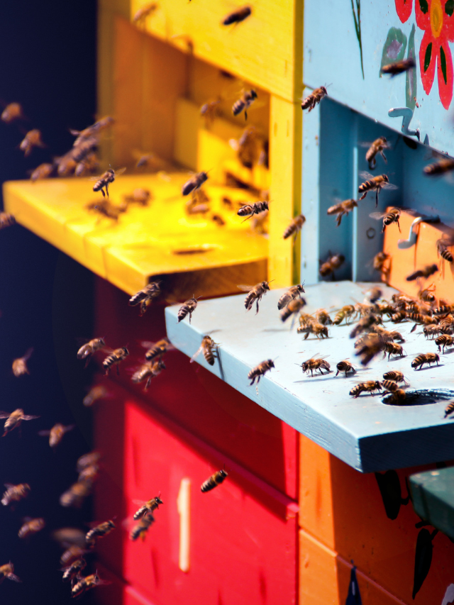 3 Simple Factors That Make Bees Go Away