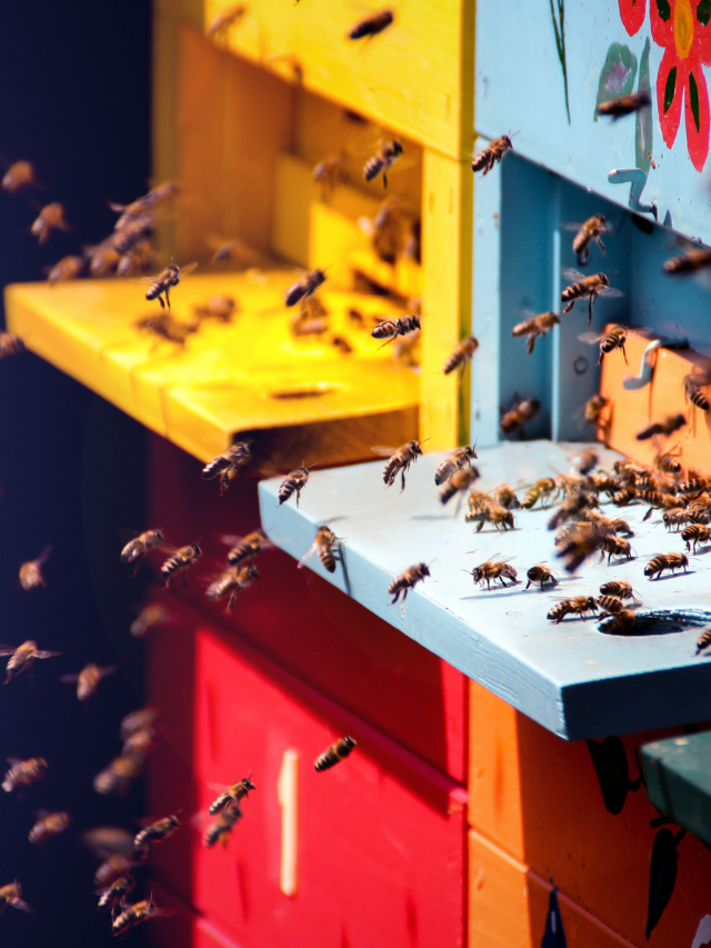 leafcutter-bee-nest-relocation-what-s-that-bug