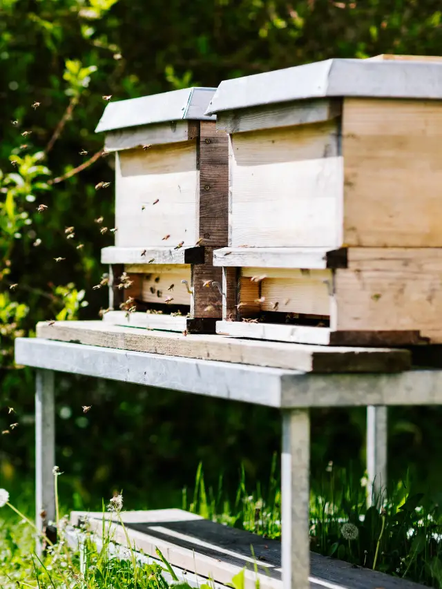 Pros And Cons Of Adding A Second Brood Box To A Hive