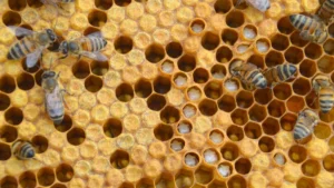 bee brood up close