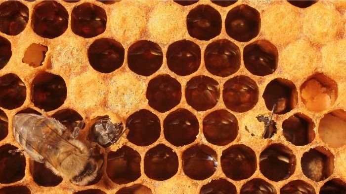 What Is Bee Brood