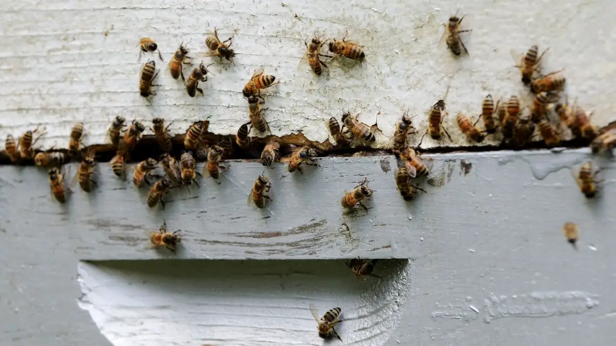 Bees Left Behind After A Swarm