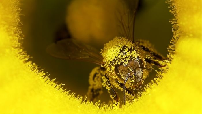 What Is Pollen From A Bee's Perspective
