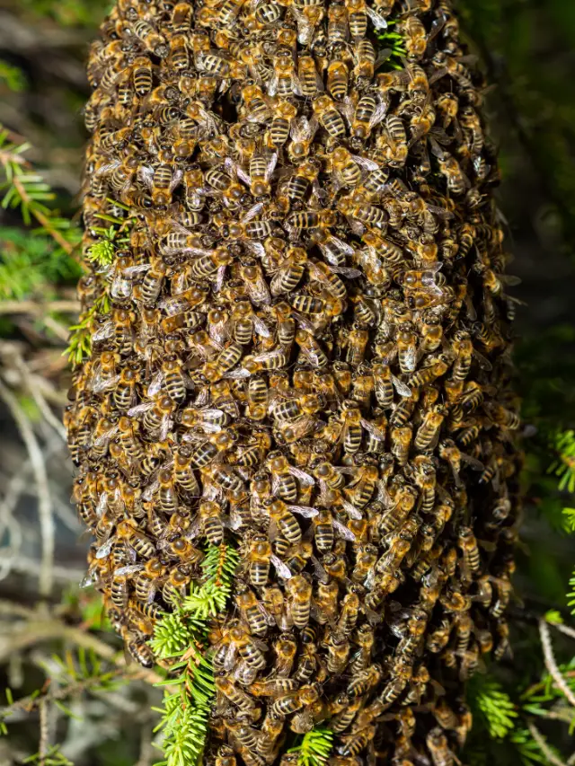Check Out Effective Ways To Attract Bees Hives