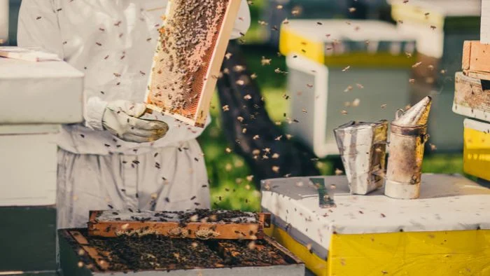 Fall- Feeding and Inspections