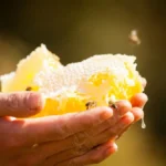 Is Harvesting Honey Bad For Bees