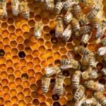 When Not To Open A Beehive