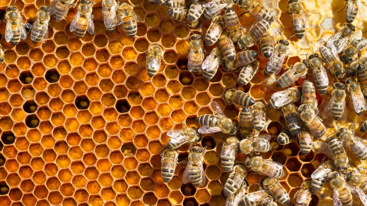 When Not To Open A Beehive