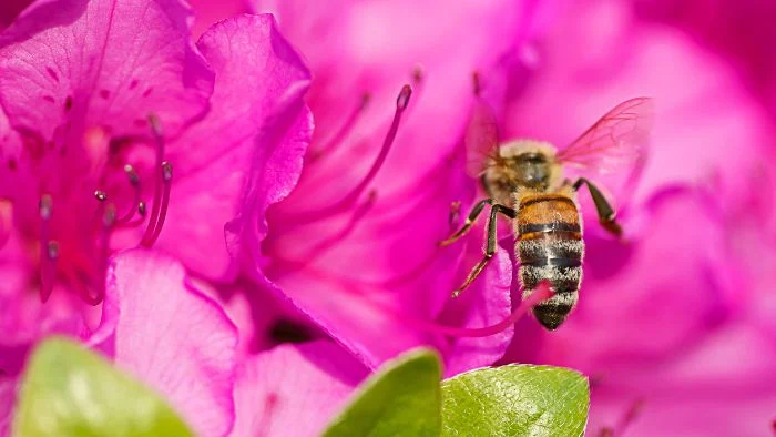 azalea honey