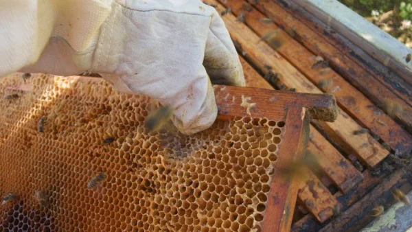 beekeeper demonstrating the inspection schedule for beehive frames