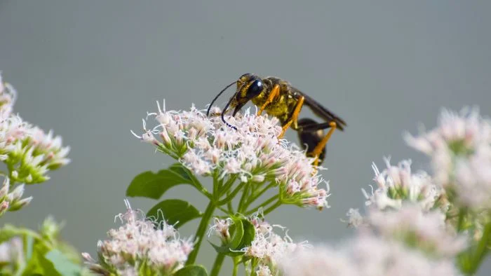  do wasps drink nectar