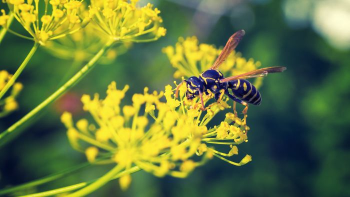  do wasps produce honey