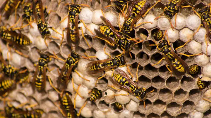 honey wasp nest