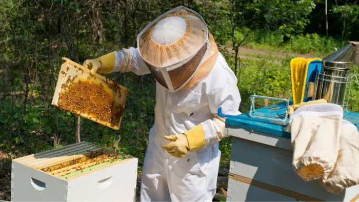  how often to check a beehive