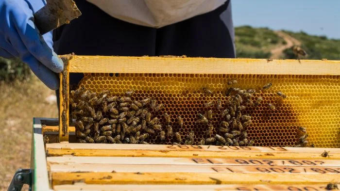  how to inspect a beehive