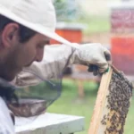 Beginner Beekeeper Inspecting a Beehive