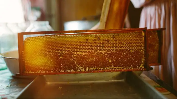  taking honey from bees