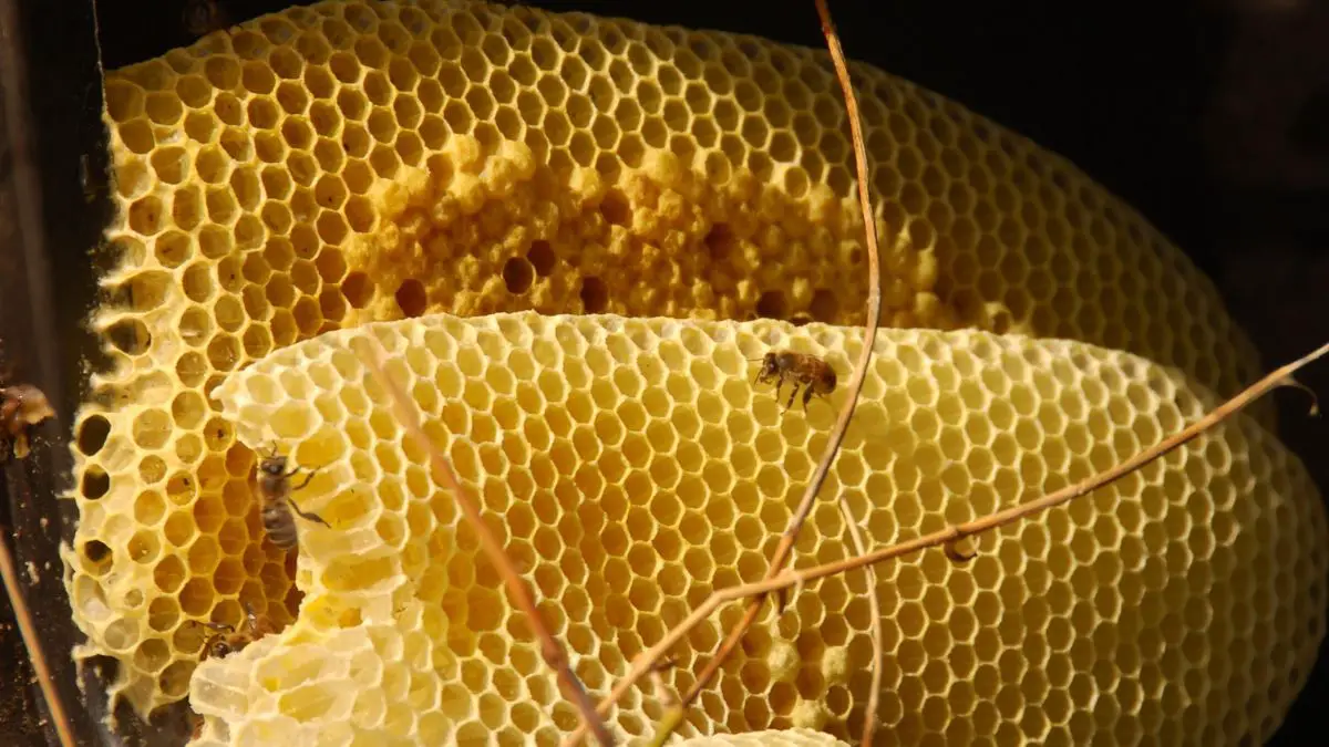 Can You Eat Honey From A Dead Hive