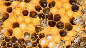 How Long Does It Take Bees To Make A Hive