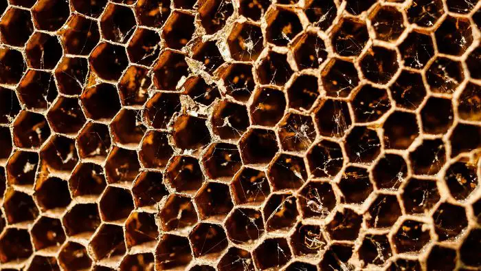  can I harvest honey from a dead hive
