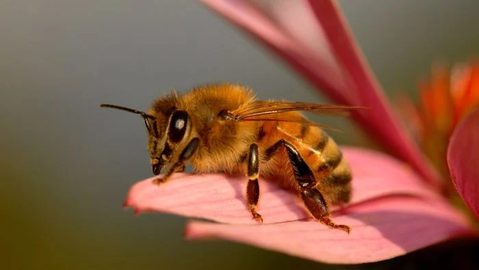 does bee pollen go bad