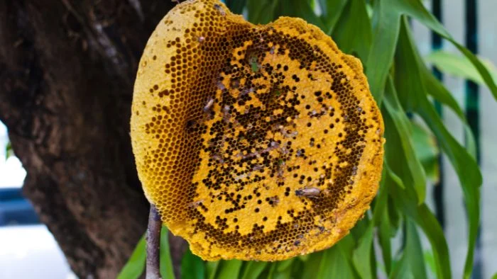 how long does it take for bees to make honeycomb