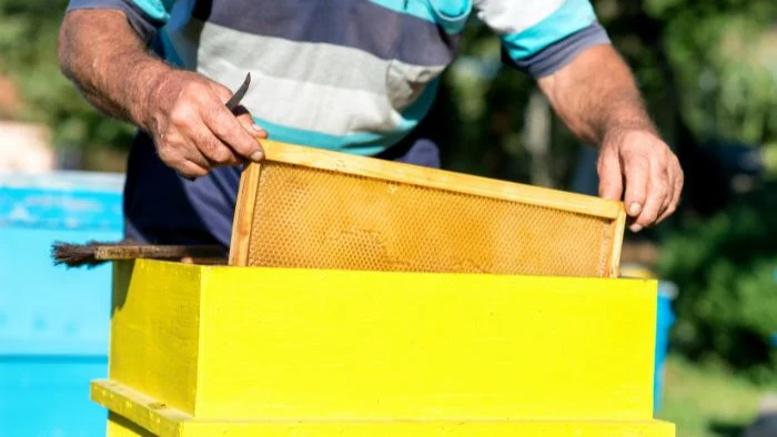how much does it cost for hobby beekeeping