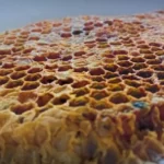 mold on capped honeycomb in beehive frame