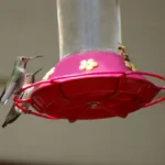 Do Hummingbird Feeders Attract Bees